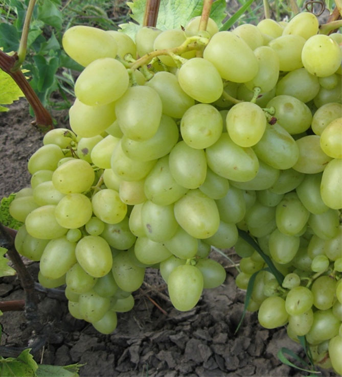 Лучшие сорта винограда аркадия: посадка и уход