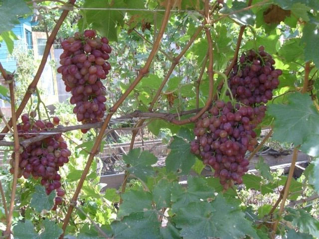 Лучшие сорта кишмишного винограда: посадка и уход