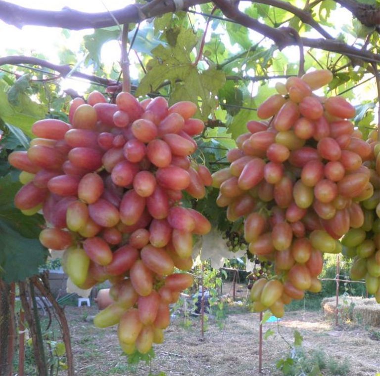 Сорт винограда ромина фото и описание