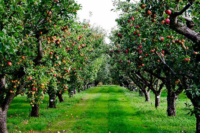 Яблоня посадка осенью и уход в открытом грунте