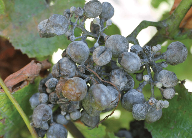 Болезни винограда – описание с фотографиями и способы лечения