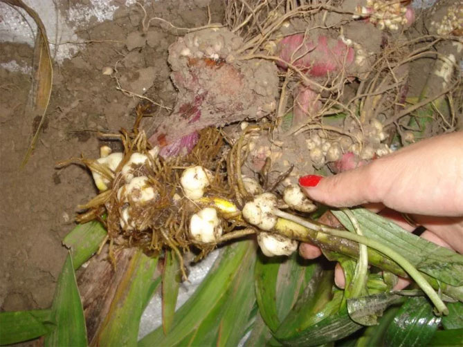 Лилии посадка и уход в открытом грунте на урале болезни