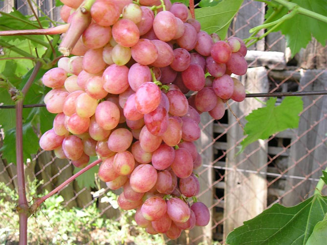 Лучшие сорта кишмишного винограда: посадка и уход