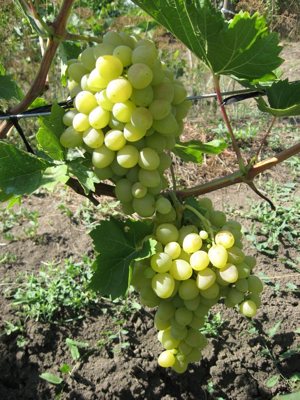 Виноград Аркадия – описание сорта, фото, отзывы