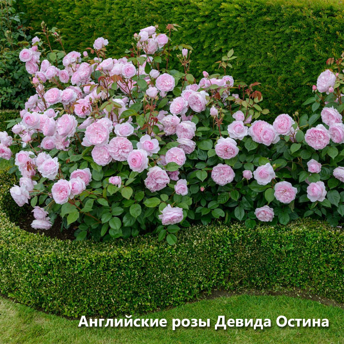 Посадка розы с закрытой корневой системой в открытый грунт весной