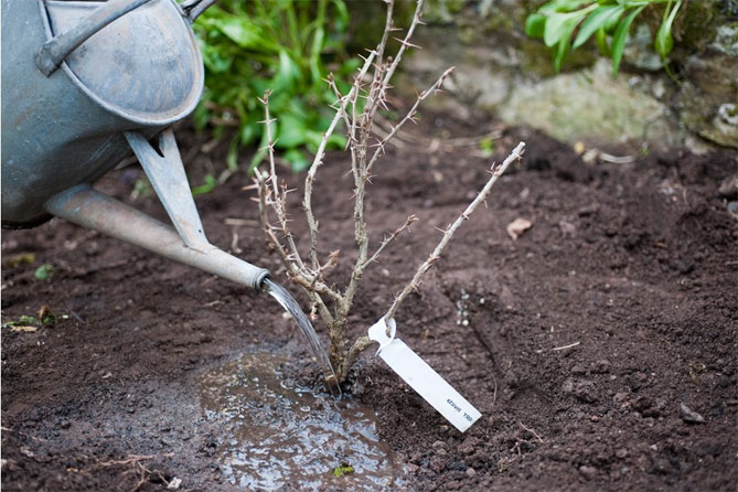 Как правильно выращивать крыжовник в открытом грунте?
