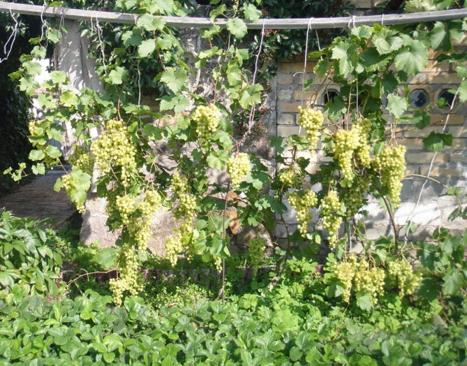 Как и когда сажать виноград в ярославле