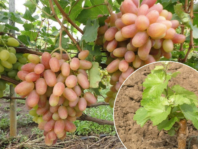 Посадка винограда осенью саженцами в средней полосе в открытый грунт