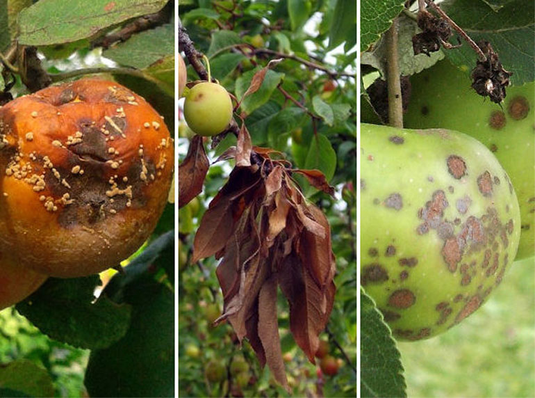 Вредители и болезни яблонь – описание с фотографиями и способы лечения