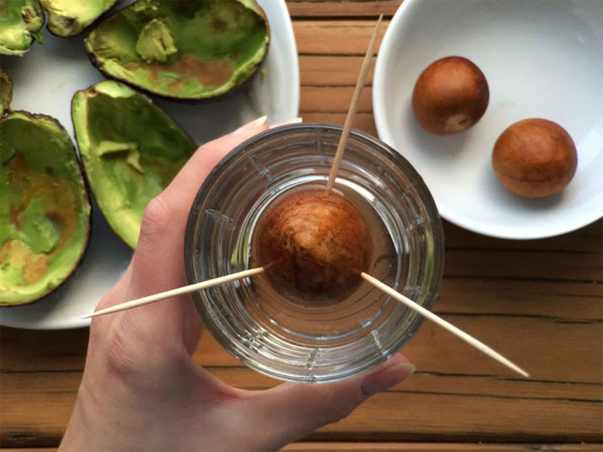 Как прорастить авокадо из косточки в домашних в воде фото пошагово