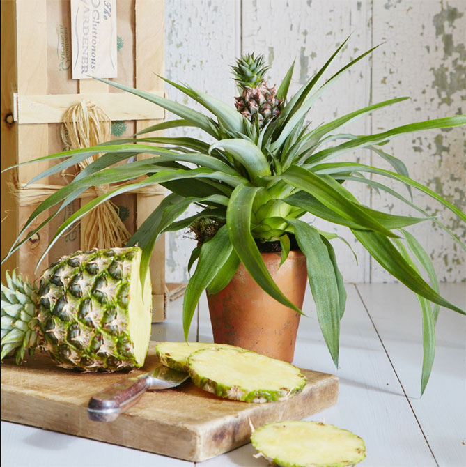 Как в домашних условиях выращивать ананас в?