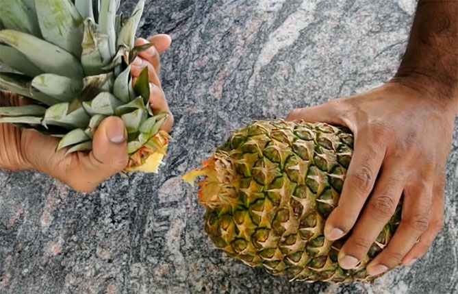 Как вырастить ананас в домашних условиях