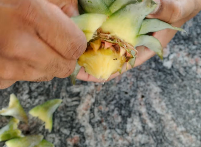 Как выращивать ананас в домашних?