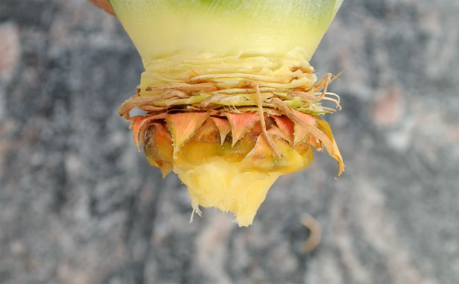 Как выращивают ананас в домашних условиях?