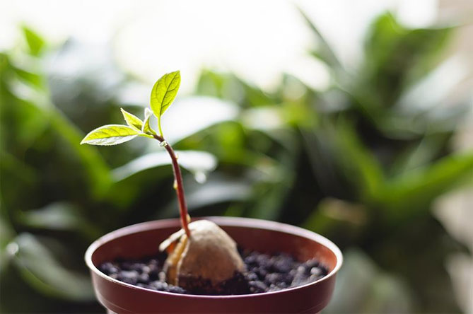 В какую почву посадить авокадо дома