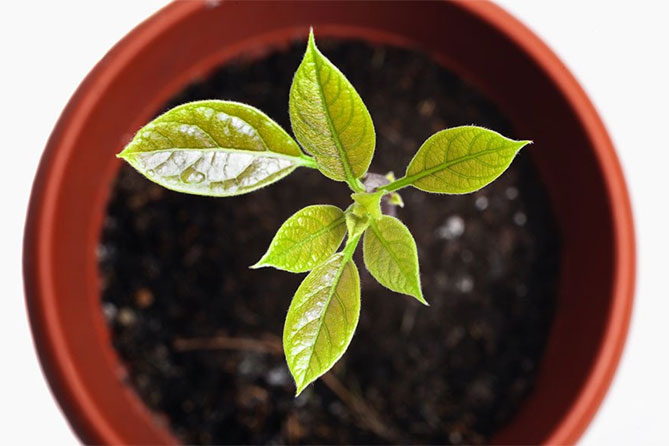 Как посадить авокадо из косточки дома и как вырастить авокадо из косточки дома в горшке — пошаговое руководство