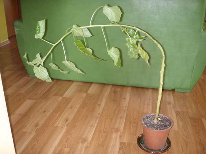 Какая земля подходит для авокадо и как посадить авокадо из косточки и саженца в домашних условиях?