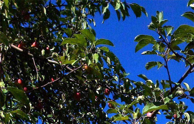 Яблоня Орлик – описание сорта, фото, отзывы
