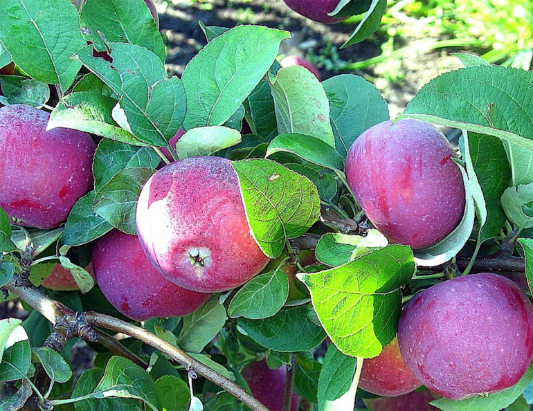 Яблоня Орлик – описание сорта, фото, отзывы