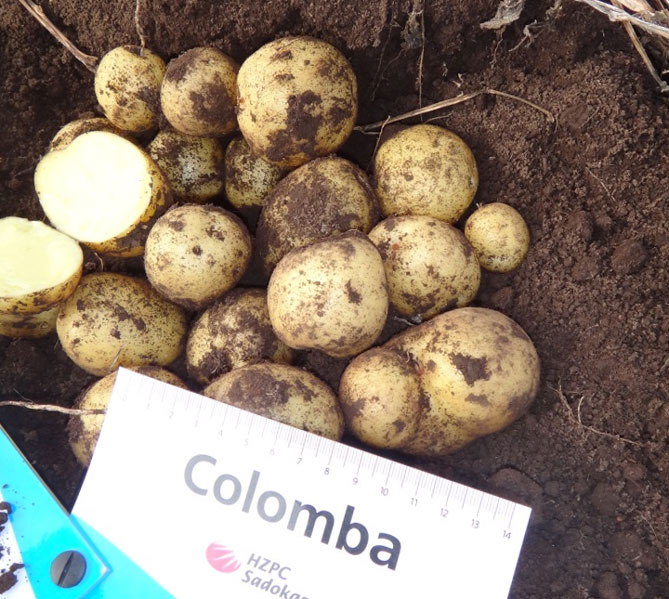 Картофель Коломбо – характеристика сорта, отзывы, вкусовые качества
