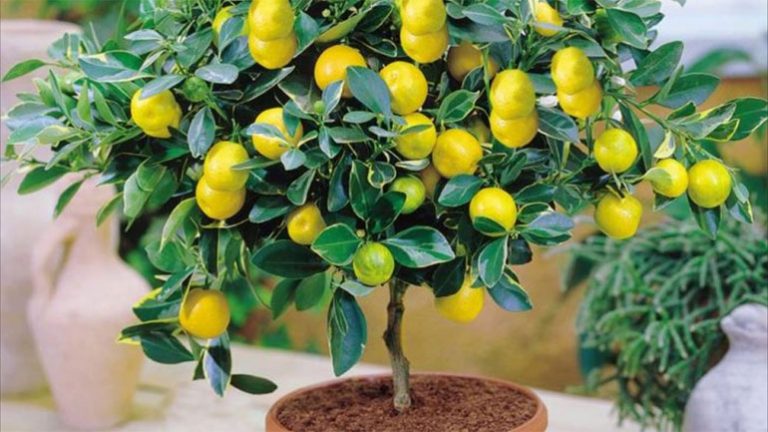 Как выглядит росток лимона из косточки в домашних условиях фото