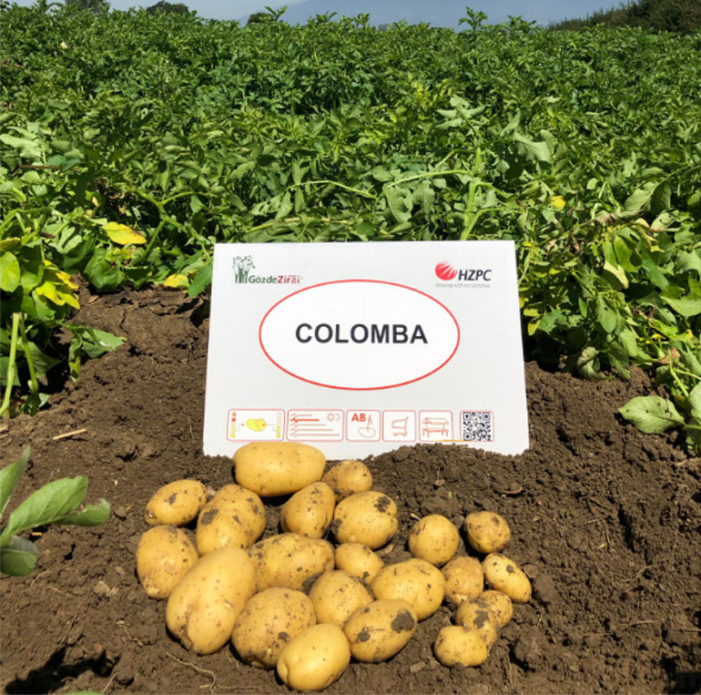 Картофель Коломбо – характеристика сорта, отзывы, вкусовые качества