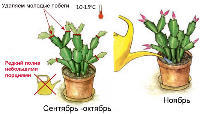 Цветок Декабрист (Шлюмбергера)- уход в домашних условиях, фото, видео