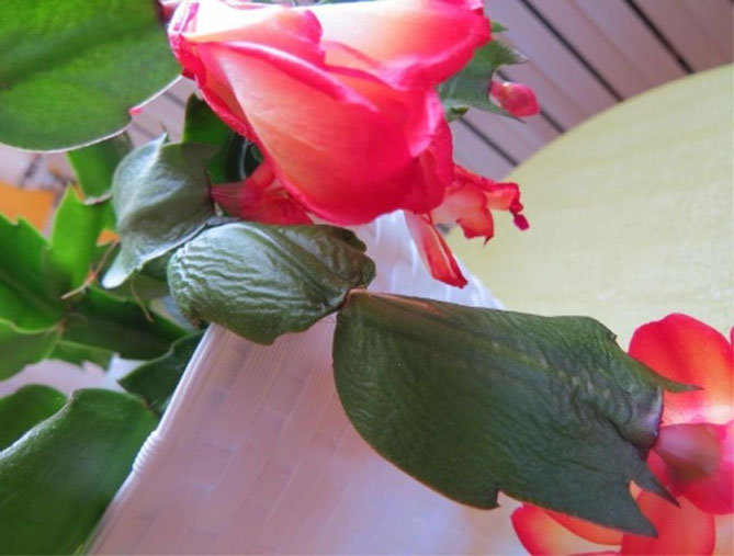 Цветок Декабрист (Шлюмбергера)- уход в домашних условиях, фото, видео