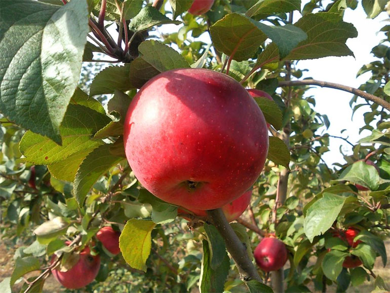 Сорта яблок по алфавиту с фото