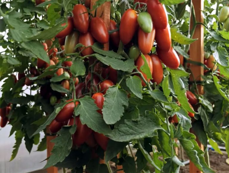 Черная гроздь томат описание и фото