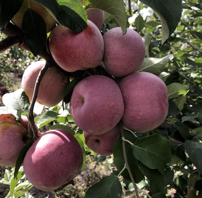 Popis zimní jabloně francouzského výběru Florina