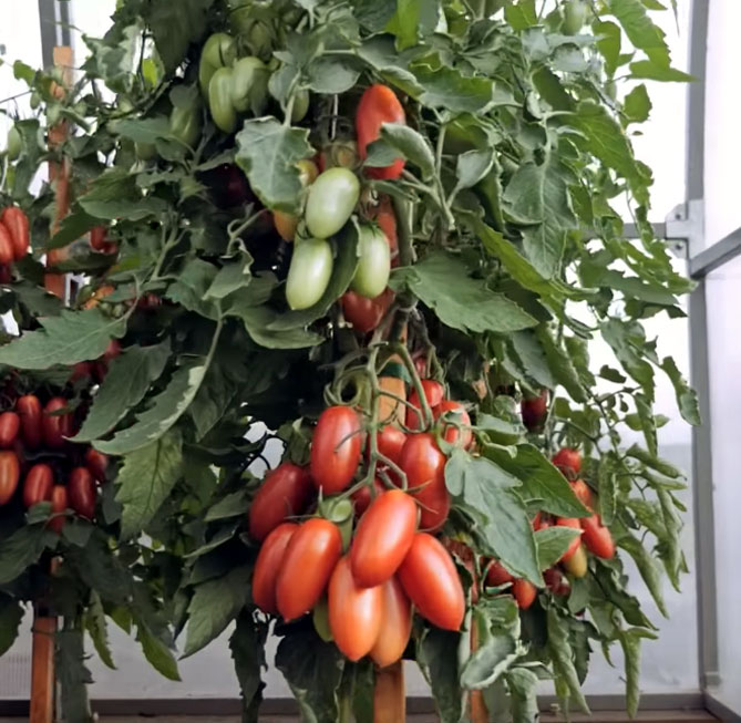 джекпот томат отзывы характеристика фото урожайность