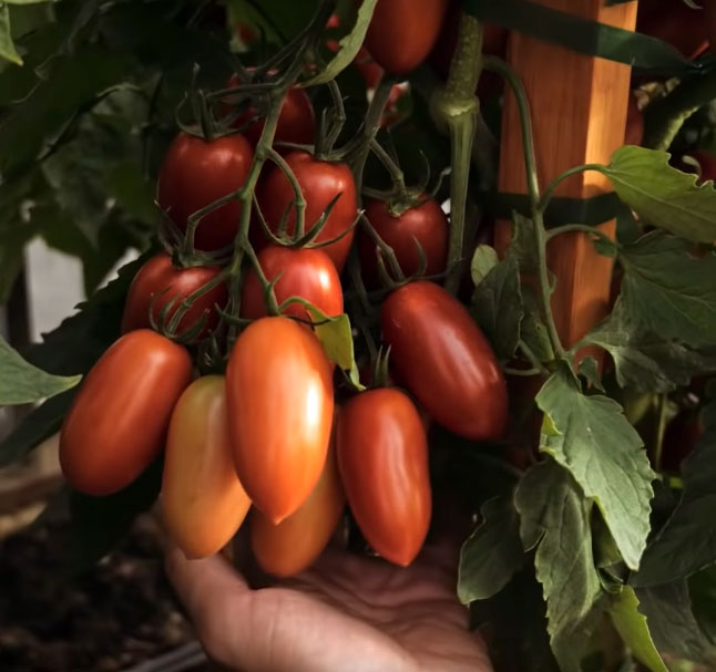 помидоры джекпот отзывы фото урожайность