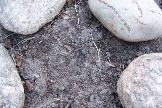 Платикодон – посадка, выращивание и уход в открытом грунте, фото, описание сортов