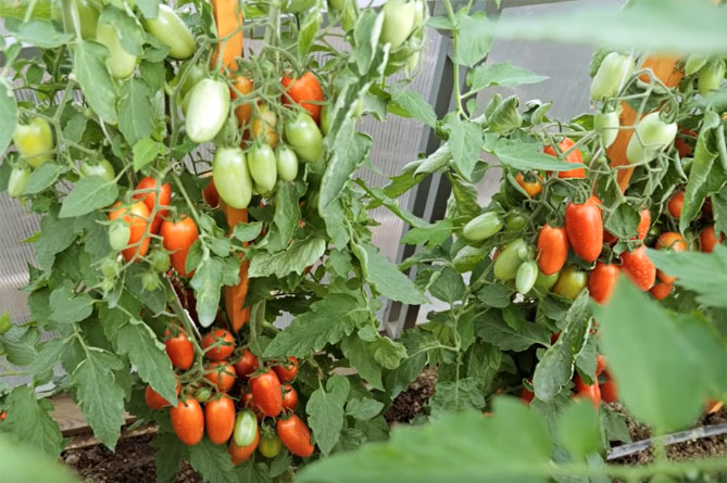 томаты сорт джекпот фото и описание