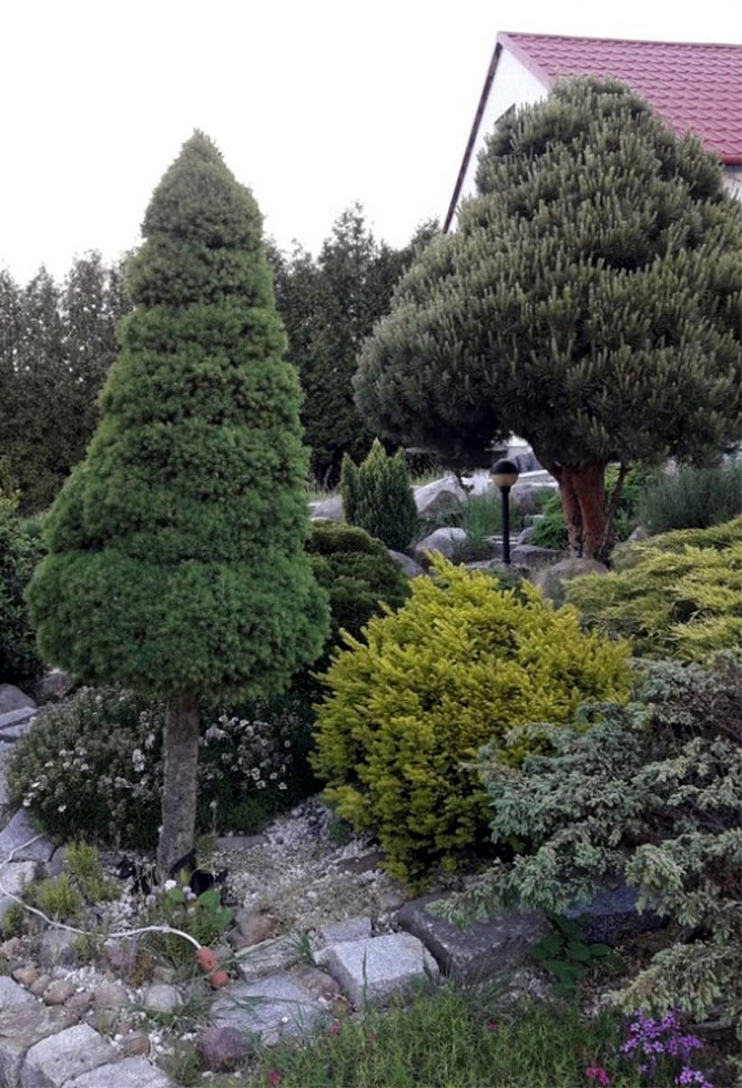 Карликовые елки для сада фото и названия