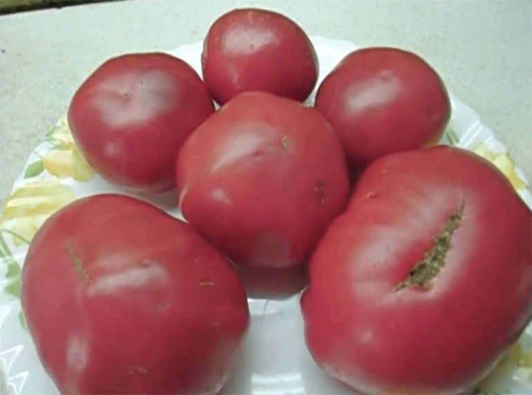 томат гигант отзывы фото урожайность характеристика и отзывы