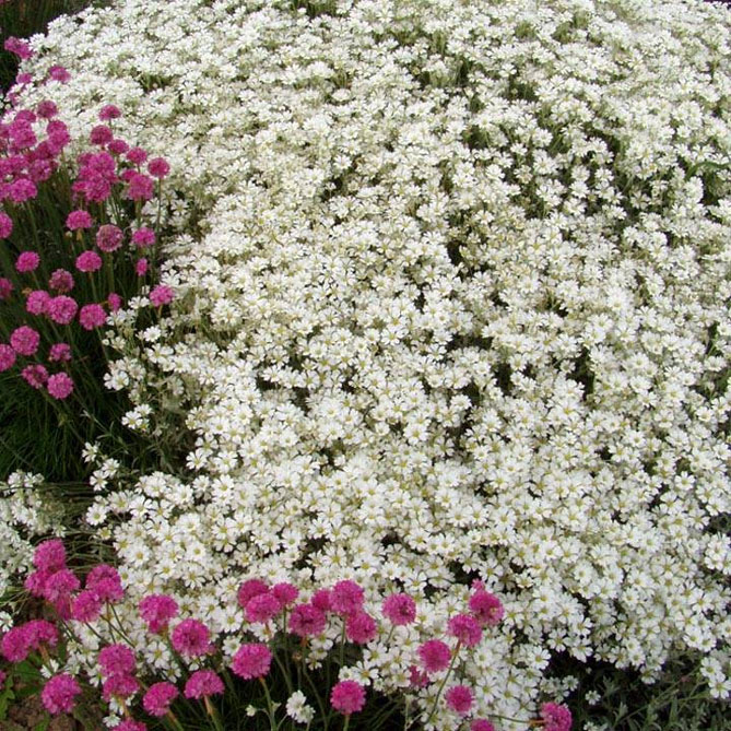 Как посеять рассаду на рассаду в домашних условиях и Цветок из рассады (биберштейн, войлок)
