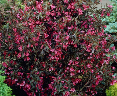 Вейгела 70 фото описание кустарника вейгела розовая ранняя и другие цветок в ландшафтном дизайне Какую почву любит