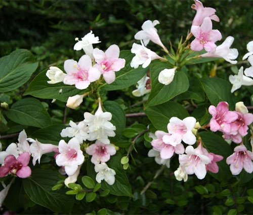 Вейгела 70 фото описание кустарника вейгела розовая ранняя и другие цветок в ландшафтном дизайне Какую почву любит
