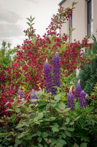 Вейгела – посадка и уход в открытом грунте, сорта, фото