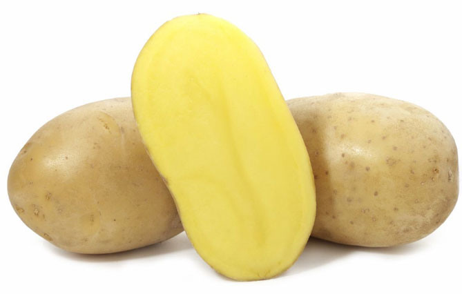 сорт картофеля вега характеристика отзывы фото описание