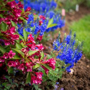 Вейгела – посадка и уход в открытом грунте, сорта, фото