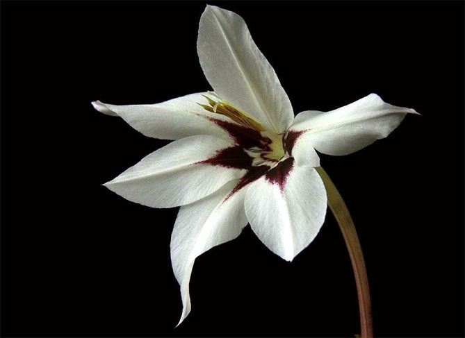 Ацидантера- выращивание и уход в открытом грунте, описание сортов цветка