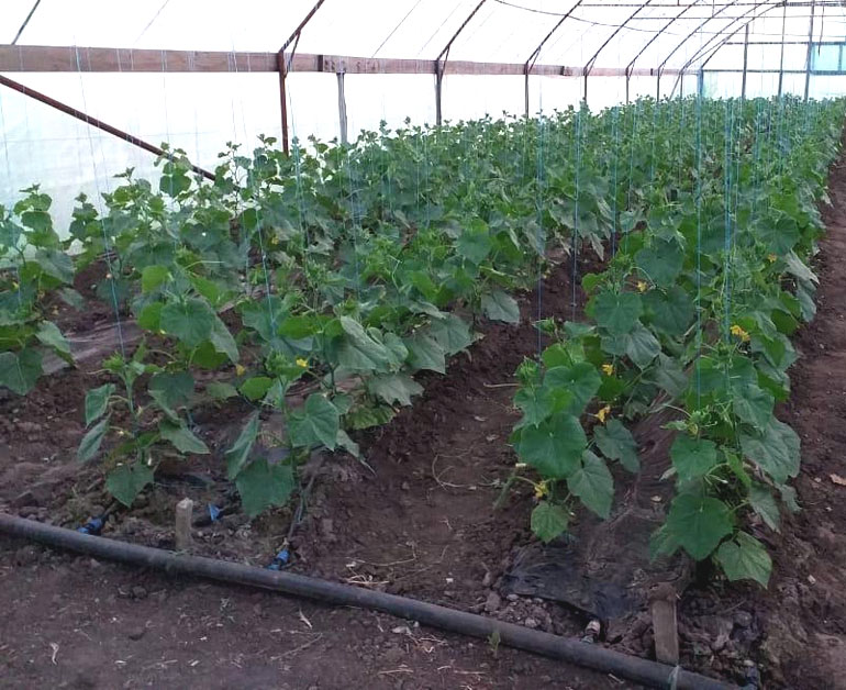 Tajemství pěstování okurek v polykarbonátových sklenících: nejlepší odrůdy, péče a formace