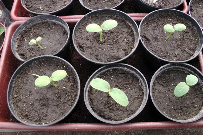 Как правильно прорастить семена арбуза и что делать дальше с готовым посадочным материалом