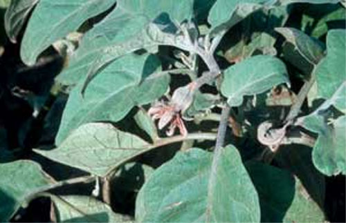 Уход и выращивание баклажанов в теплице — оптимальные условиях