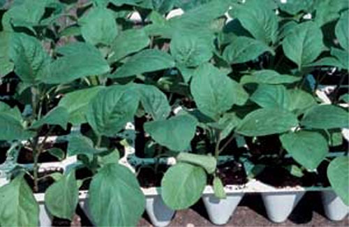 Уход и выращивание баклажанов в теплице — оптимальные условиях