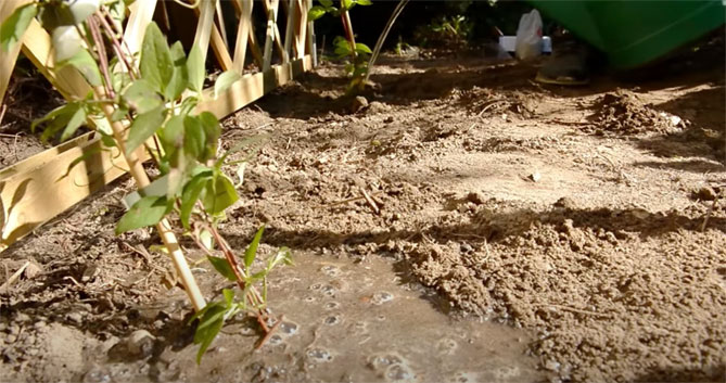 Клематис – посадка, уход и выращивание в открытом грунте, горшках на балконе
