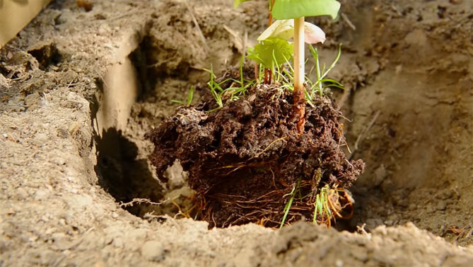 Клематис какая почва. Посадка клематиса весной в открытый грунт. Клематис почва для посадки. Как выкопать клематис. Чем полить клематис когда он выйдет из спячки.